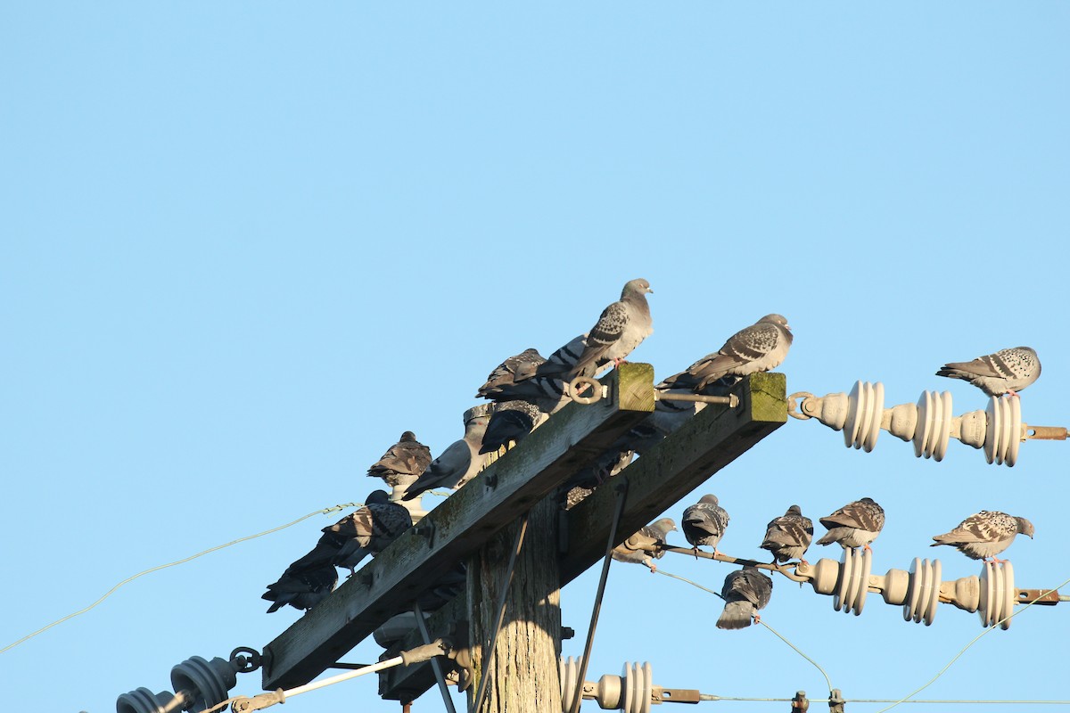 Rock Pigeon (Feral Pigeon) - ML646032188