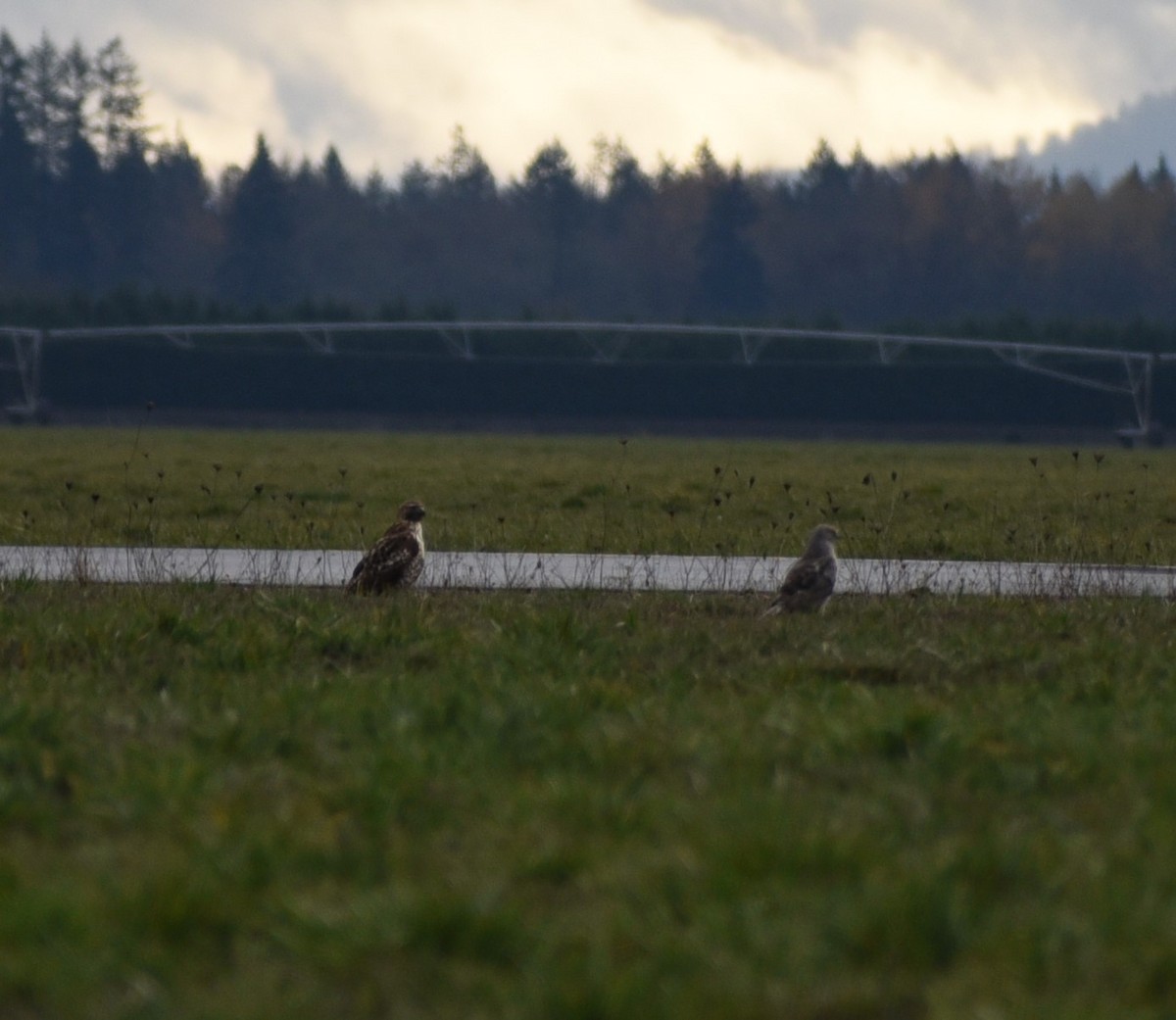 Лунь американський - ML646032192