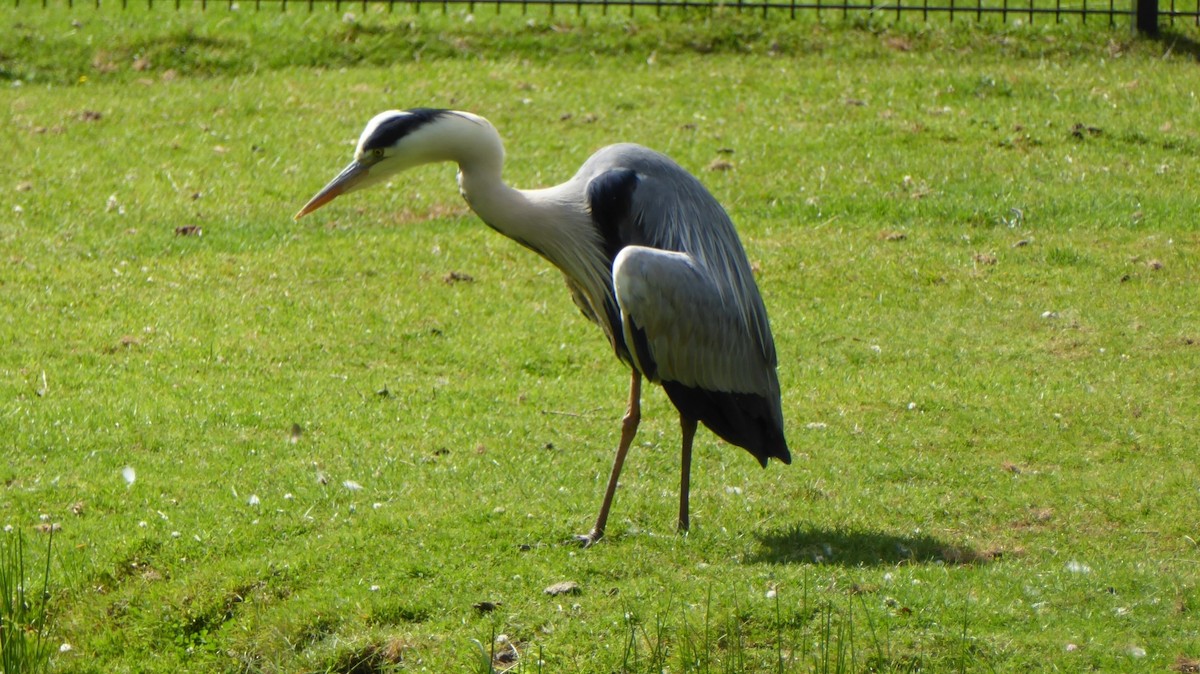 אנפה אפורה - ML646032193