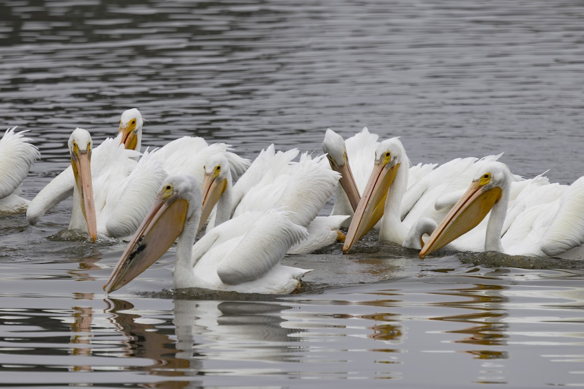 Pelícano Norteamericano - ML646032194
