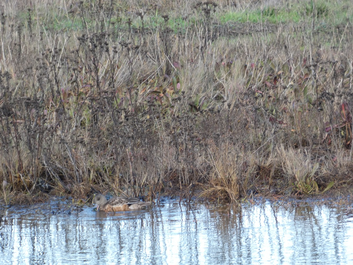 hvízdák americký - ML646032195