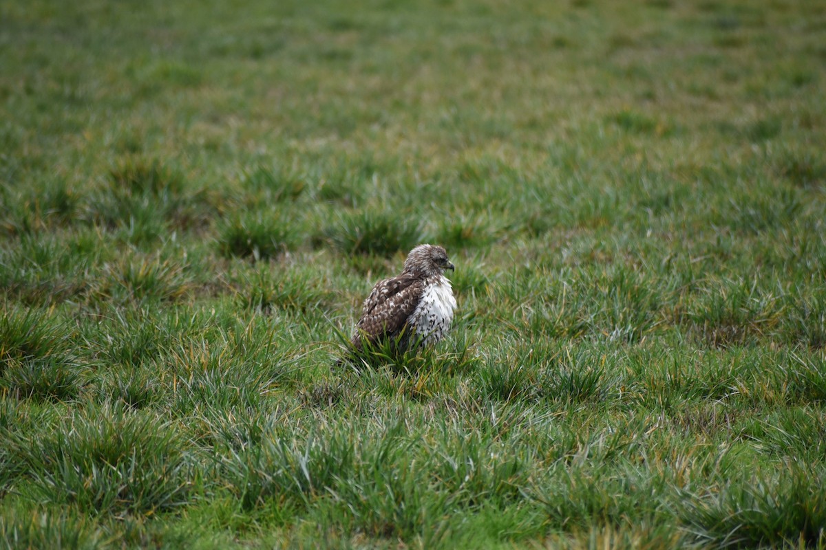 Red-tailed Hawk - ML646032200