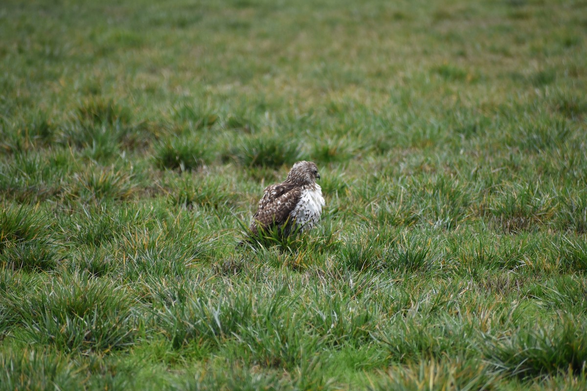 Red-tailed Hawk - ML646032201