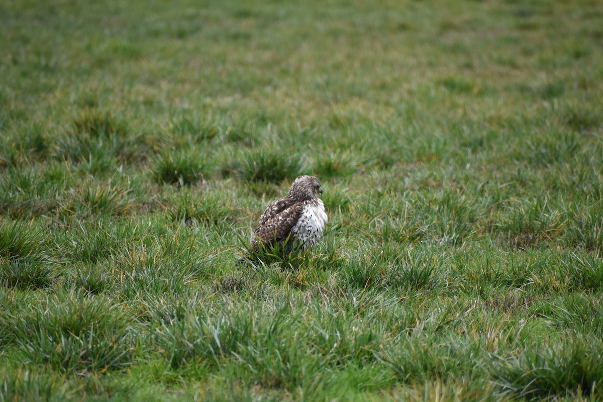 Red-tailed Hawk - ML646032202