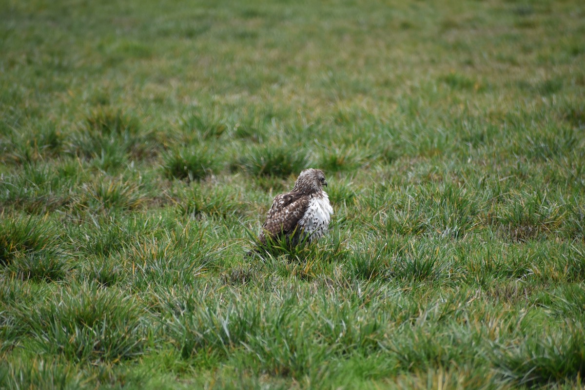 Red-tailed Hawk - ML646032203