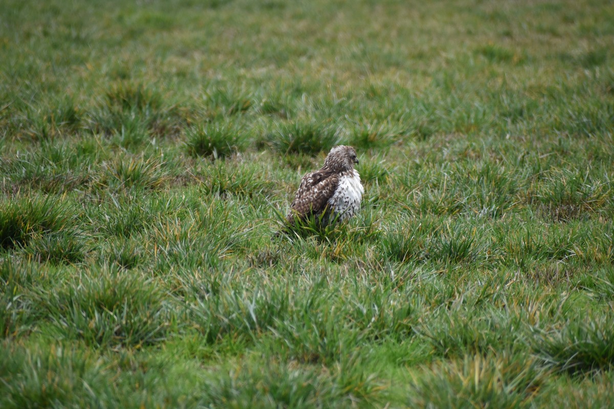 Red-tailed Hawk - ML646032204