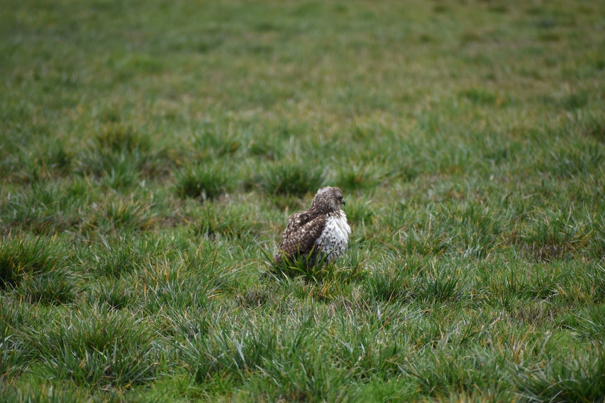Red-tailed Hawk - ML646032205