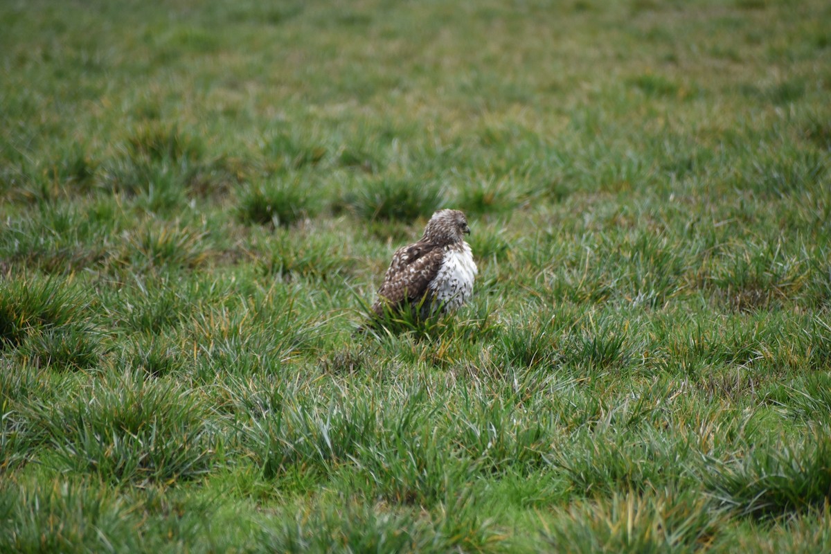 Red-tailed Hawk - ML646032206