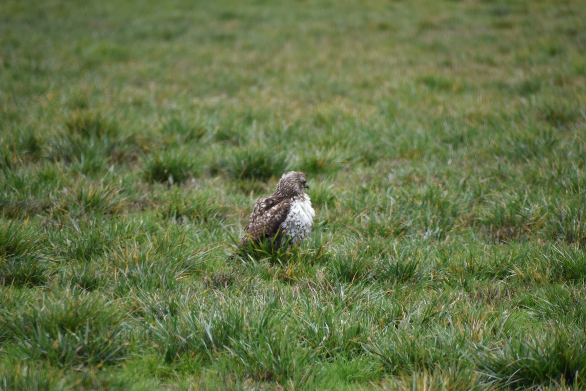 Red-tailed Hawk - ML646032207