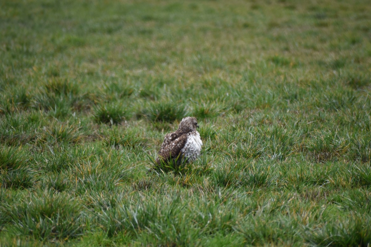Red-tailed Hawk - ML646032208