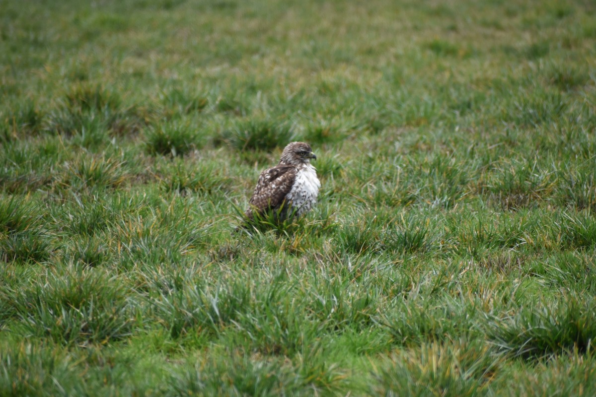 Red-tailed Hawk - ML646032209