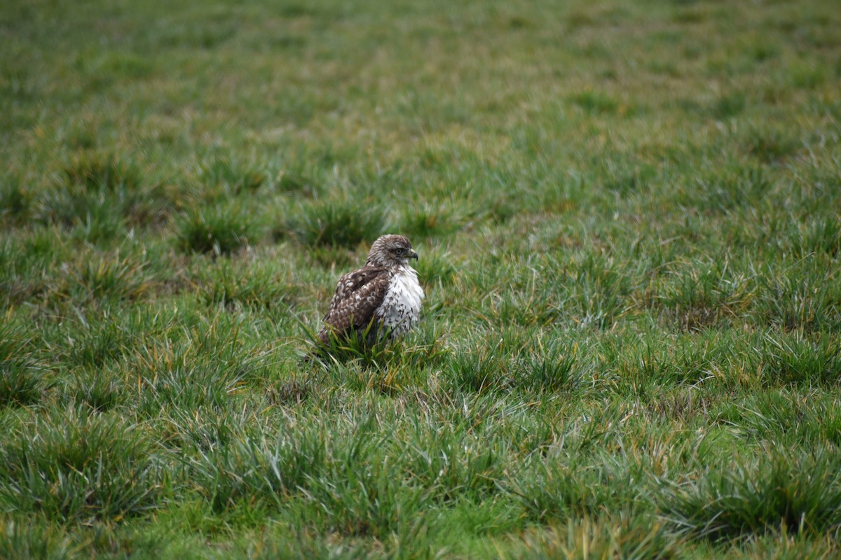 Red-tailed Hawk - ML646032210