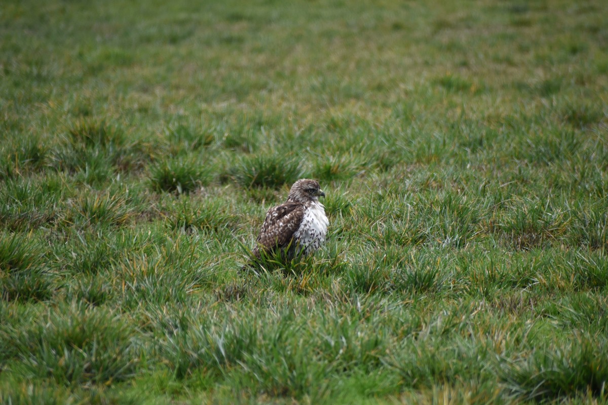 Red-tailed Hawk - ML646032211