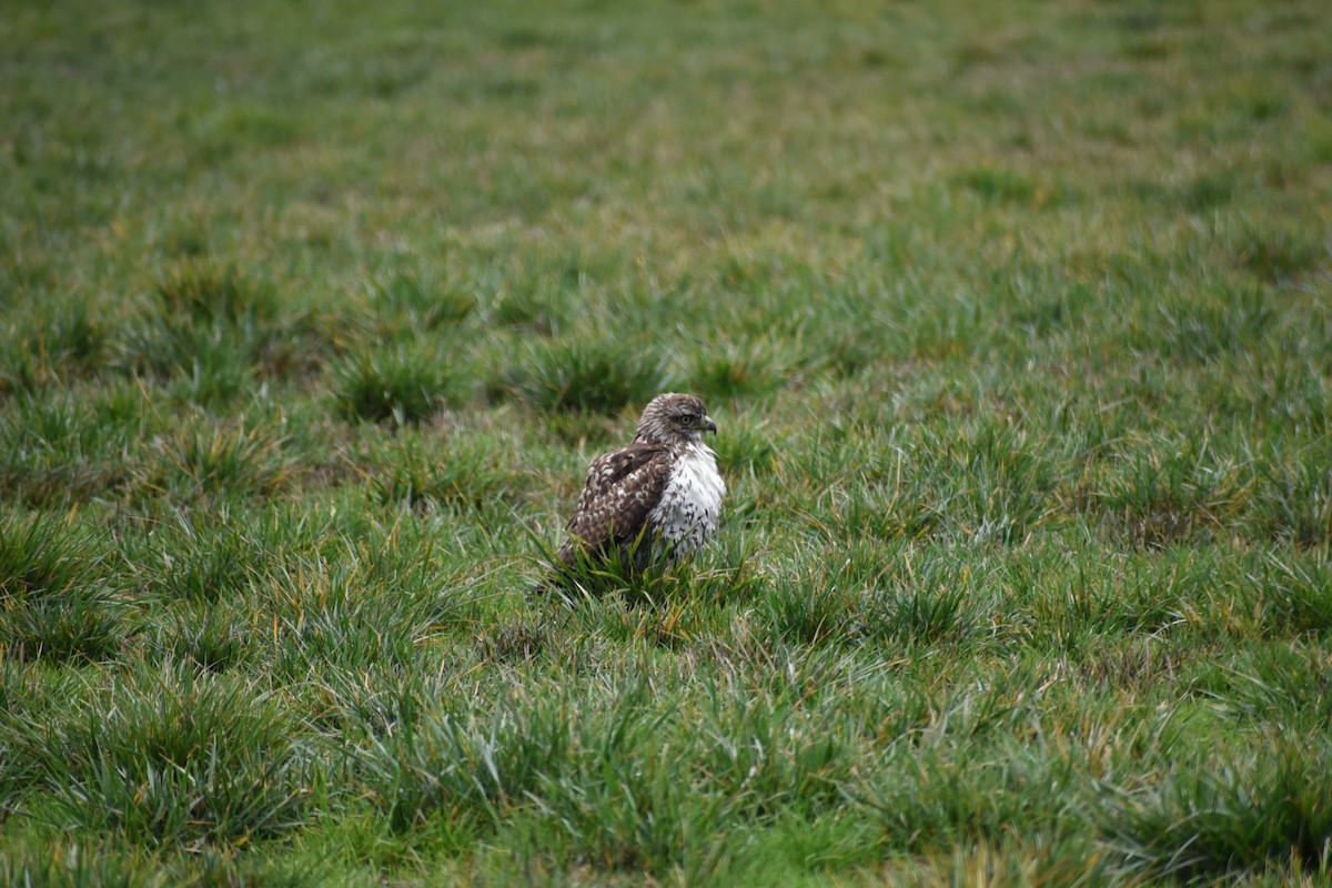 Red-tailed Hawk - ML646032212