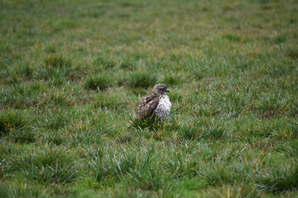 Red-tailed Hawk - ML646032213