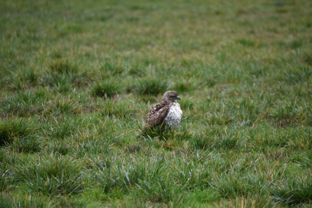 Red-tailed Hawk - ML646032214