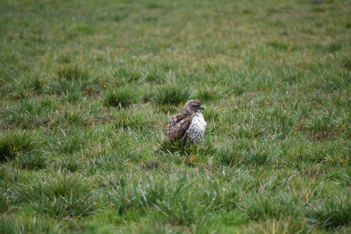 Red-tailed Hawk - ML646032215