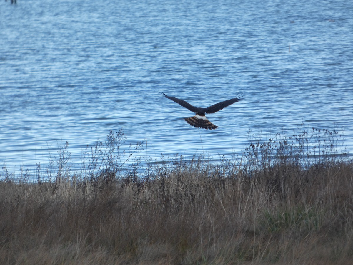 Лунь американський - ML646032226