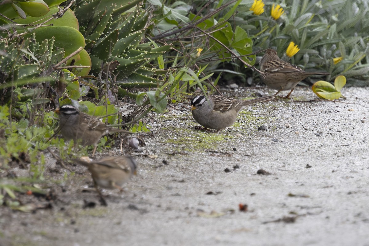 Porsuk Serçesi - ML646032227