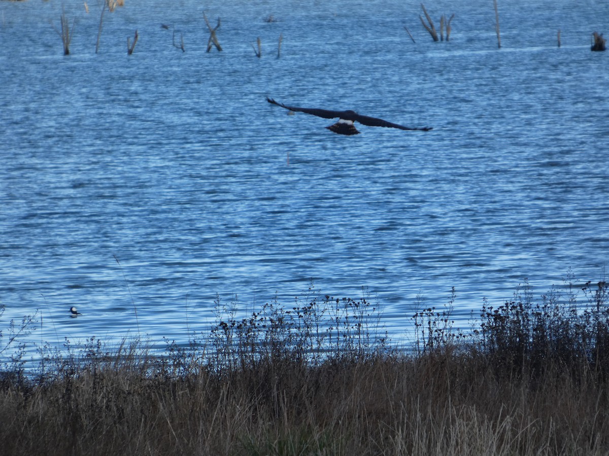 Лунь американський - ML646032230