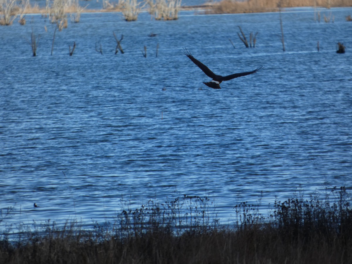 Лунь американський - ML646032232