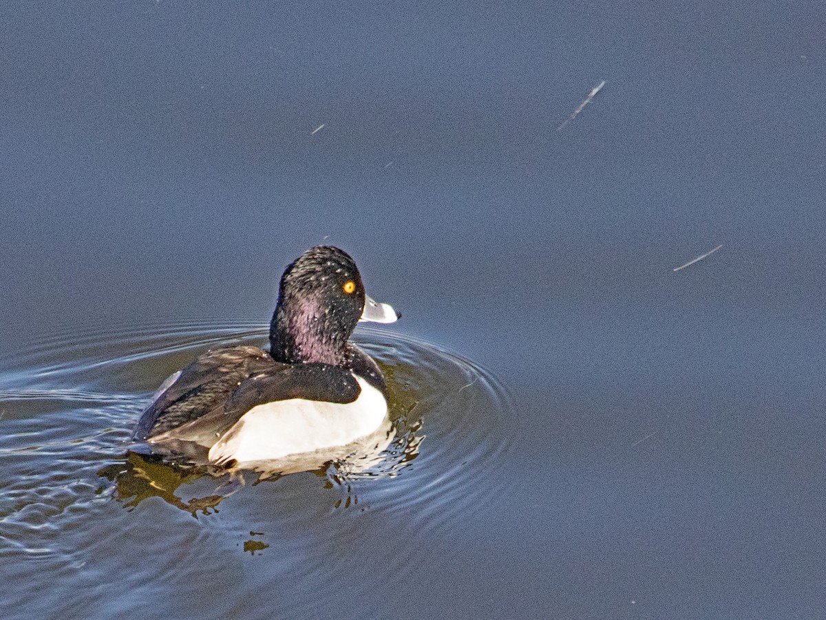 Murgilari lepokoduna - ML646032240