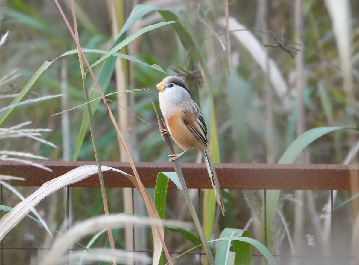 Reed Parrotbill - ML646032243