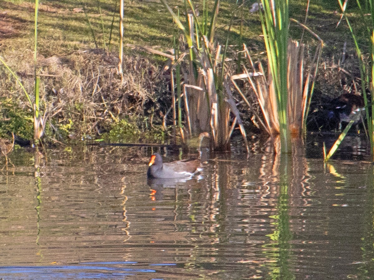 Uroilo amerikarra - ML646032248