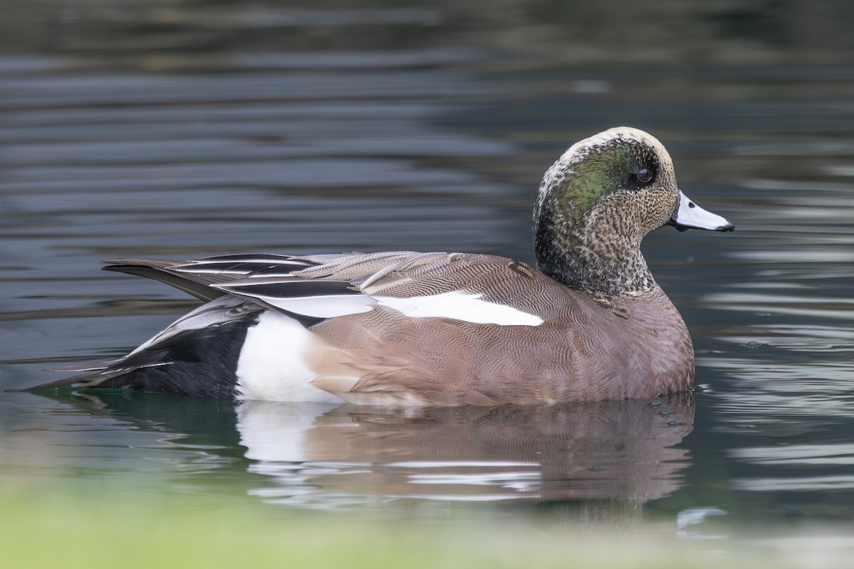 hvízdák americký - ML646032251