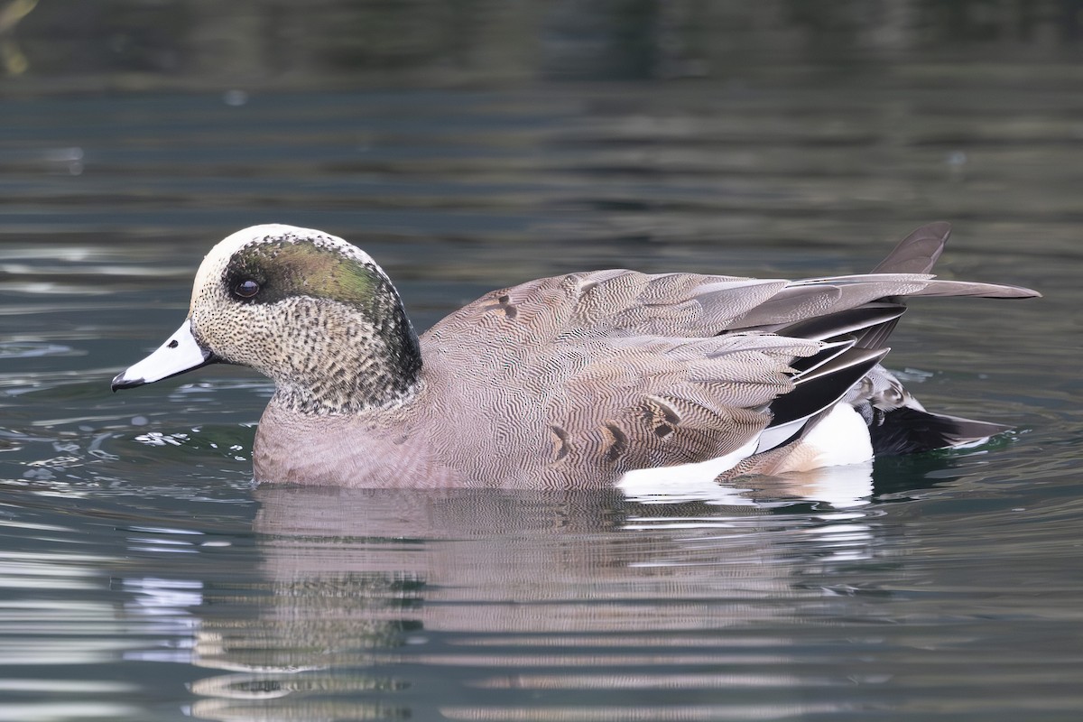 hvízdák americký - ML646032252