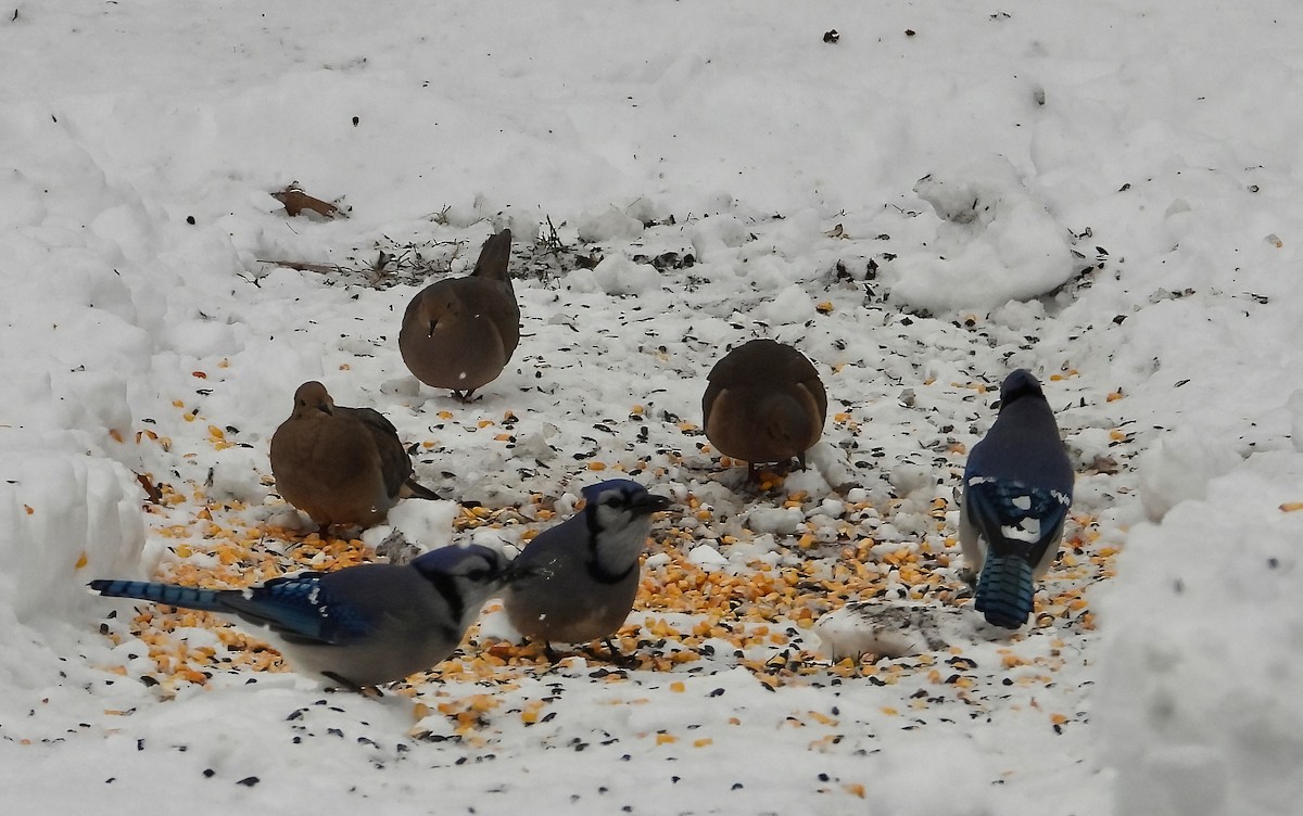 Mourning Dove - ML646032256