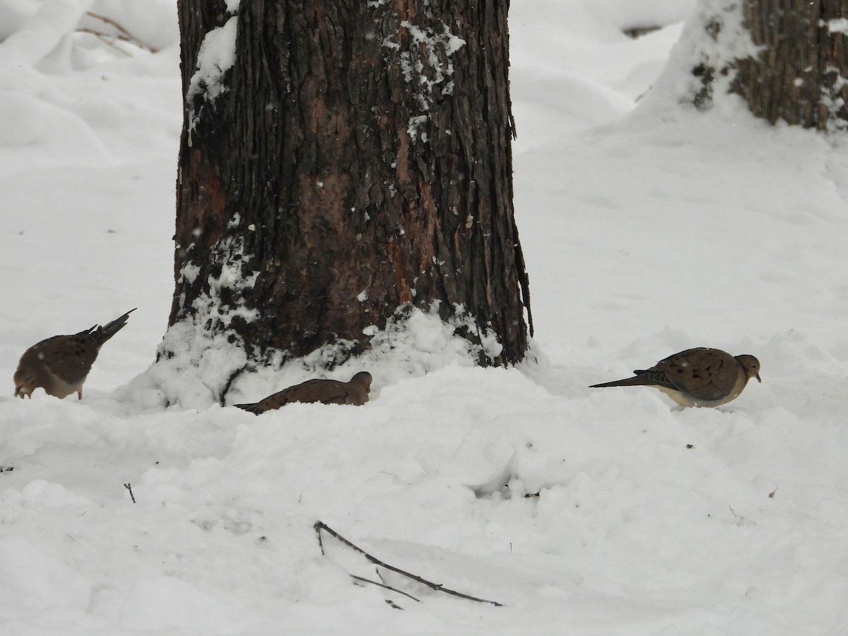 Mourning Dove - ML646032257