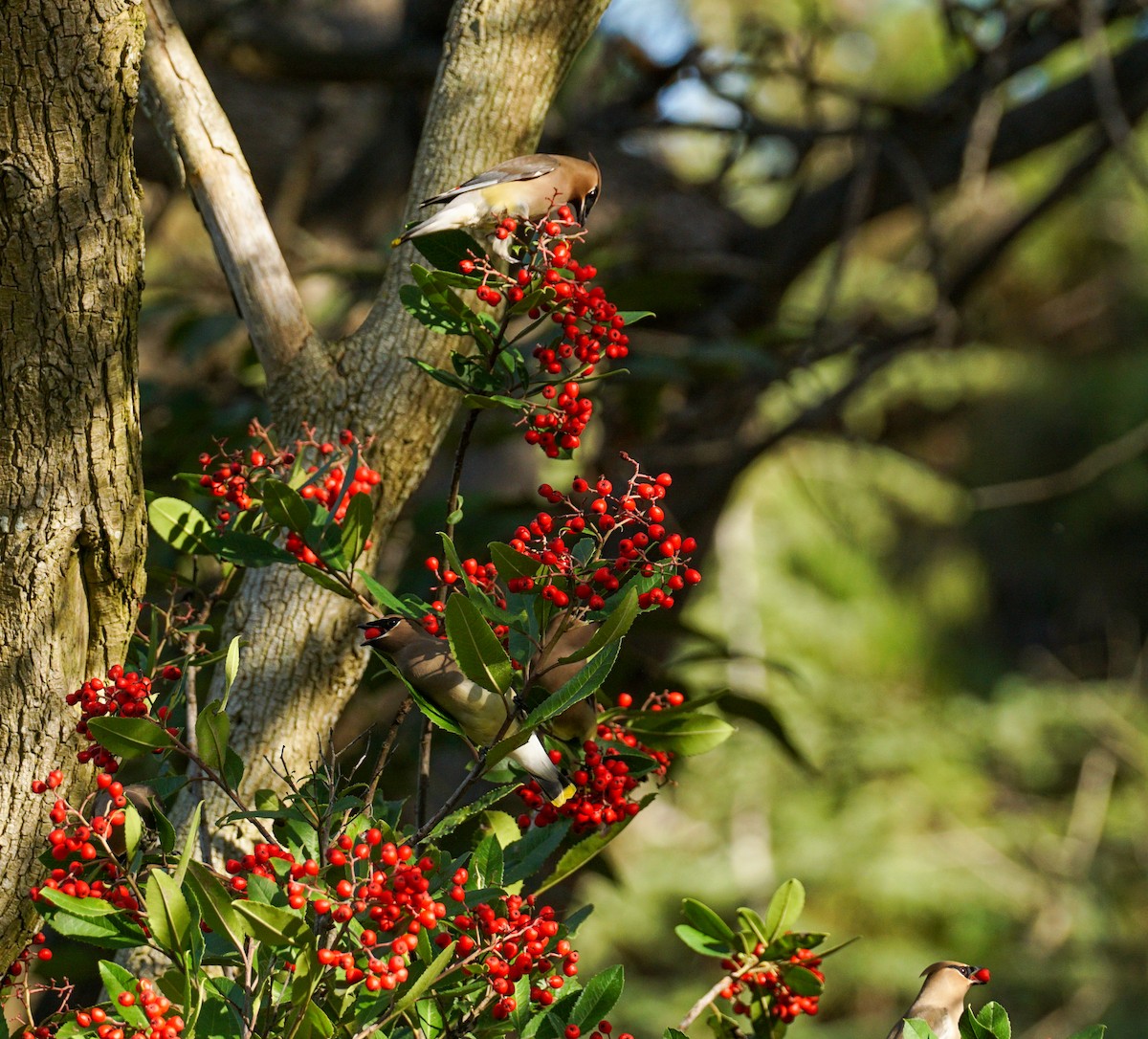 ציצנית אמריקנית - ML646032260