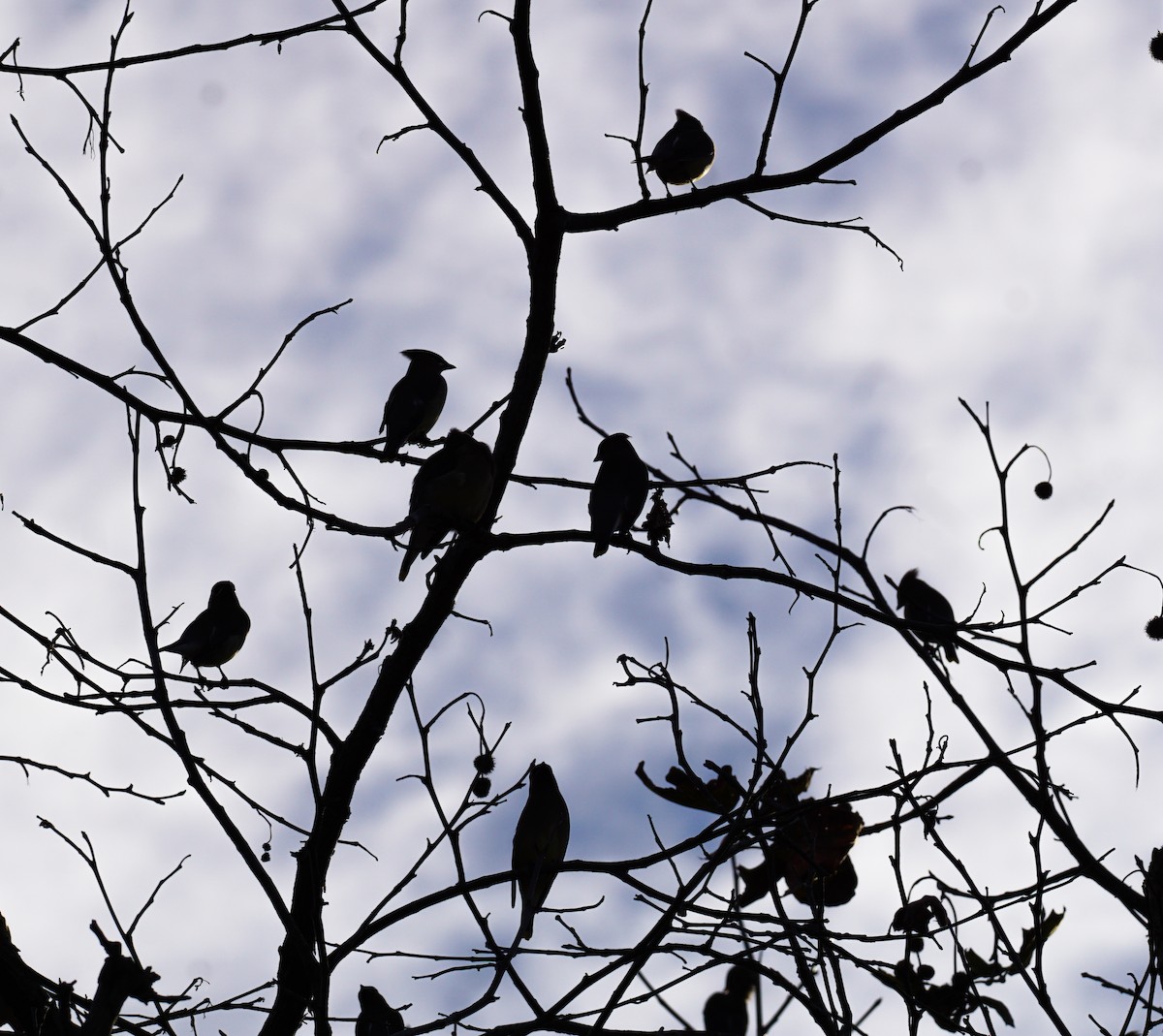 ציצנית אמריקנית - ML646032261