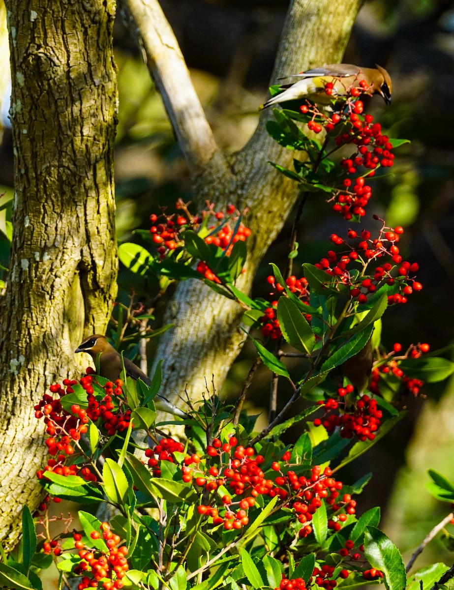ציצנית אמריקנית - ML646032262