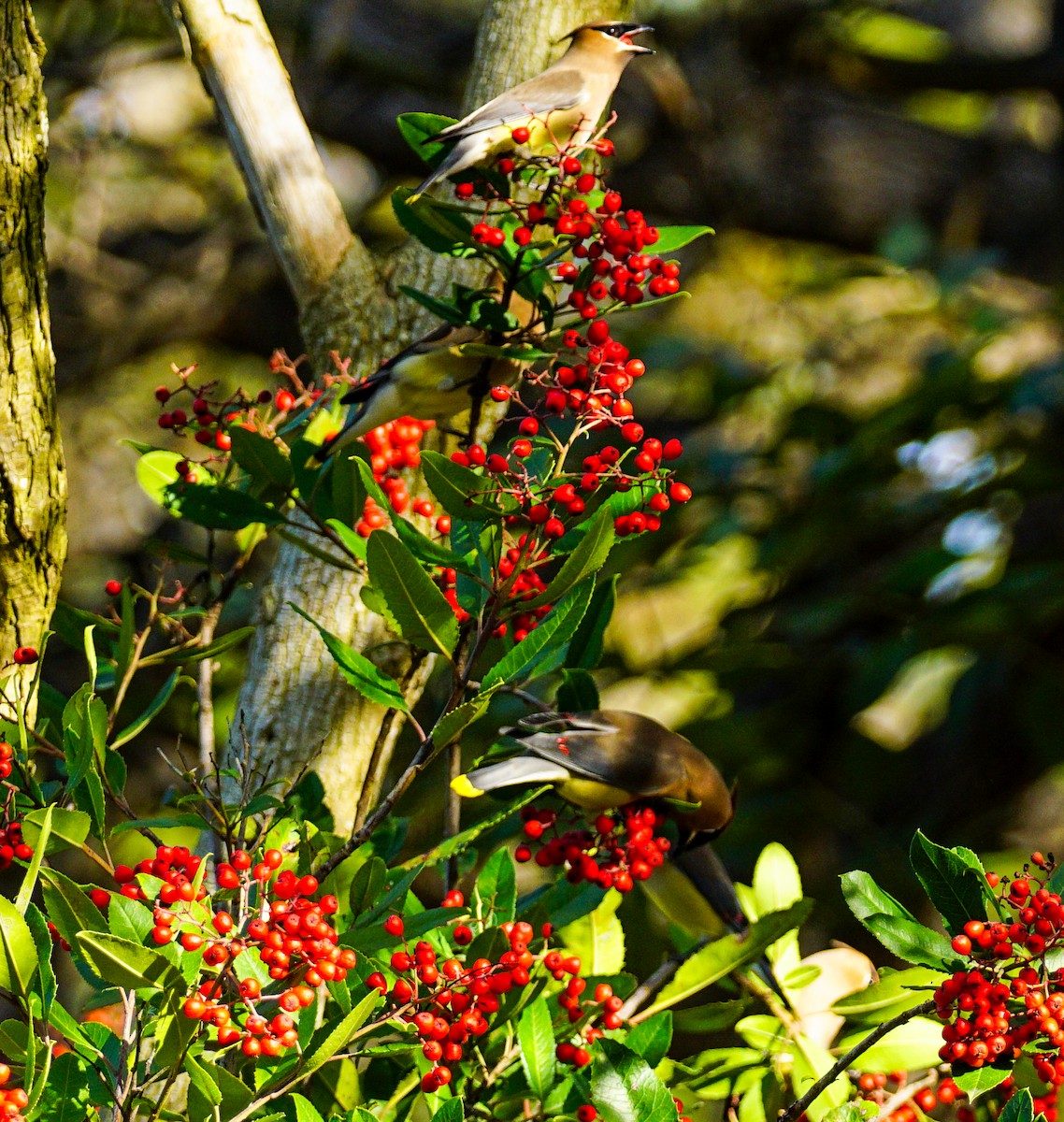 ציצנית אמריקנית - ML646032266