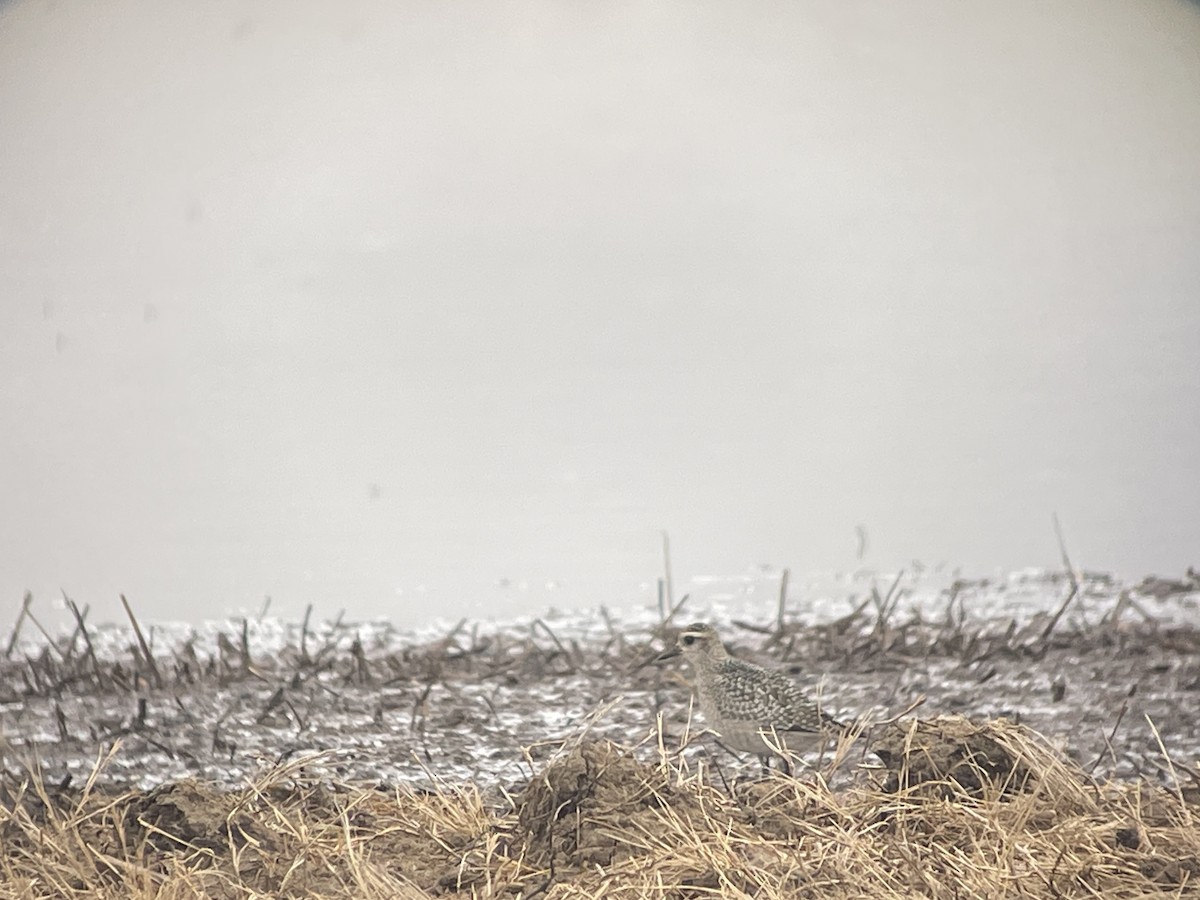 アメリカムナグロ - ML646032270