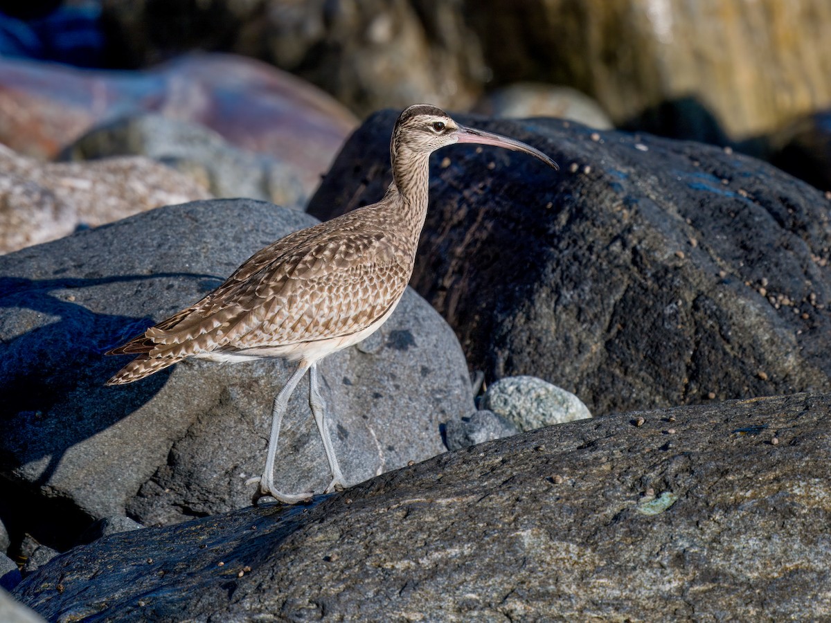 Hudsonian Whimbrel - ML646032273