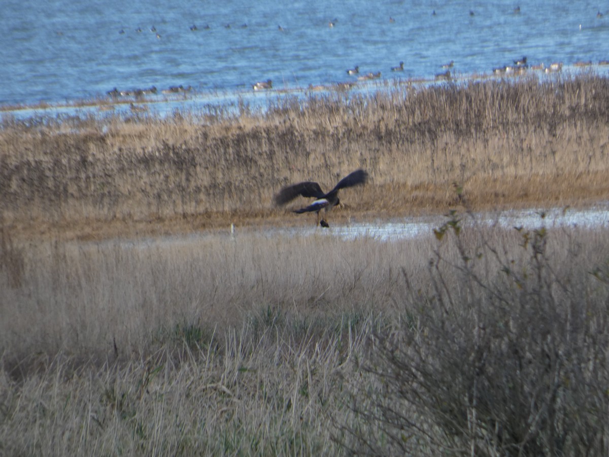 Лунь американський - ML646032274