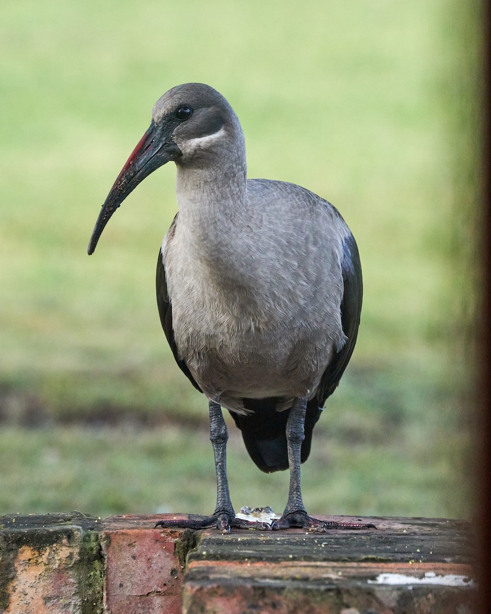 Hadada Ibis - ML646032275
