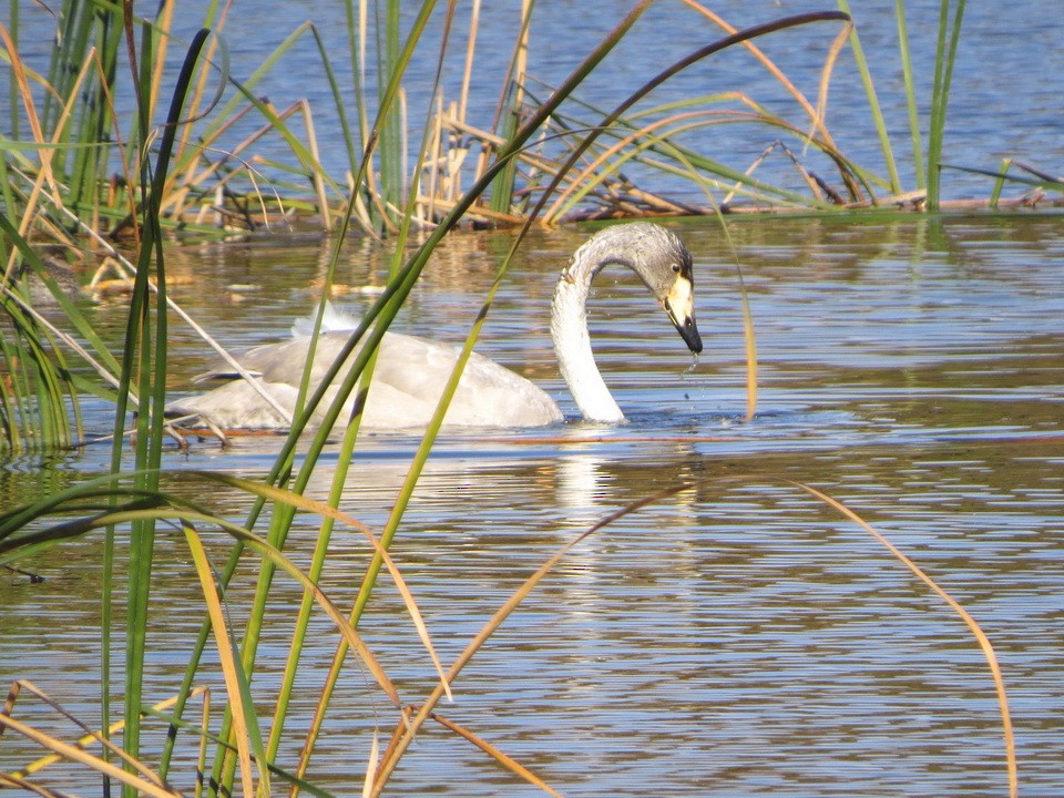 黃嘴天鵝 - ML646032282