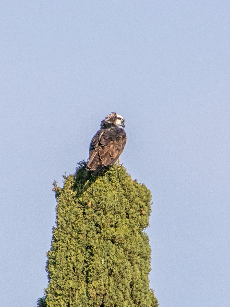 Arrano arrantzalea - ML646032283