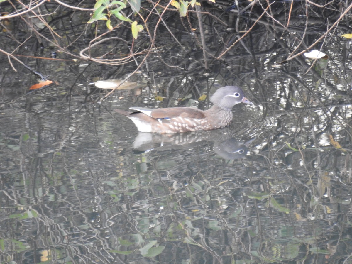 鴛鴦 - ML646032284