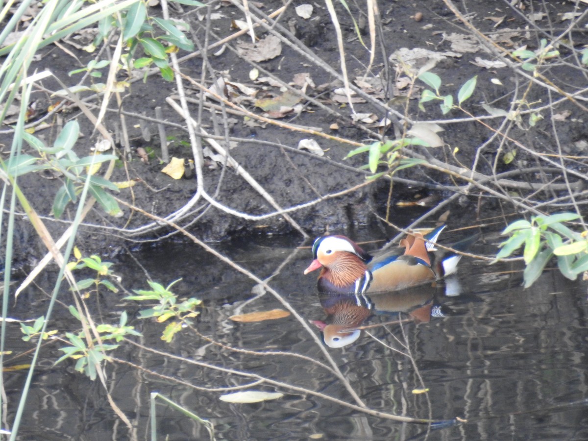 鴛鴦 - ML646032285