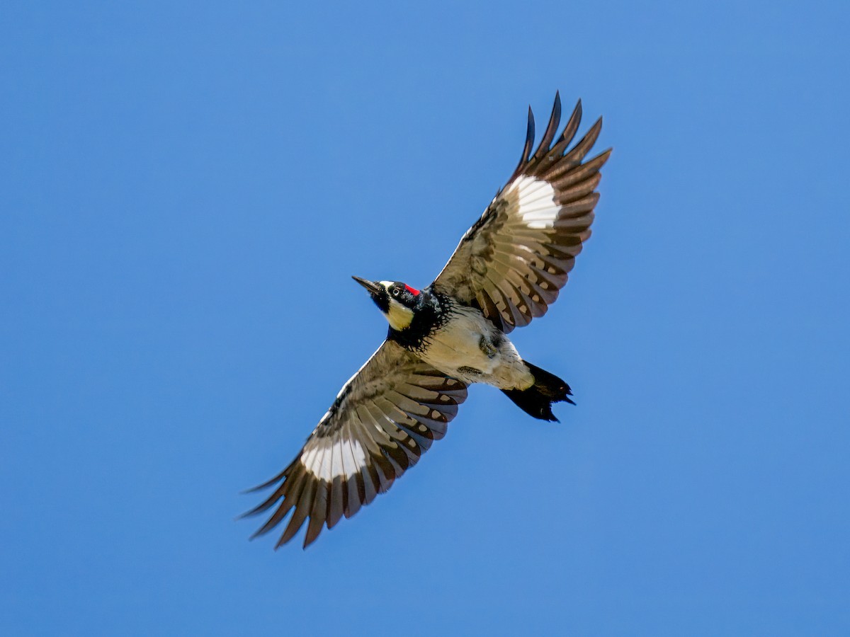 Acorn Woodpecker - ML646032287