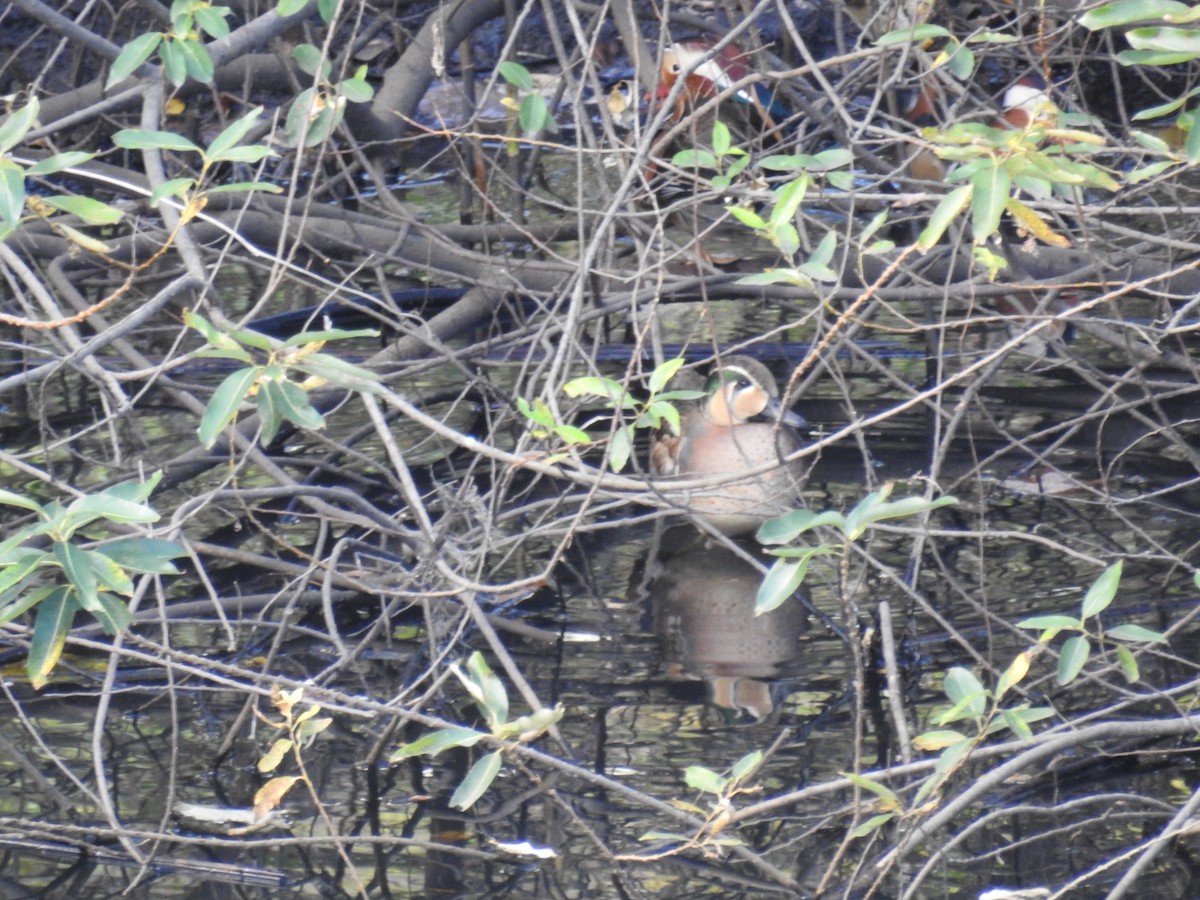 巴鴨 - ML646032288