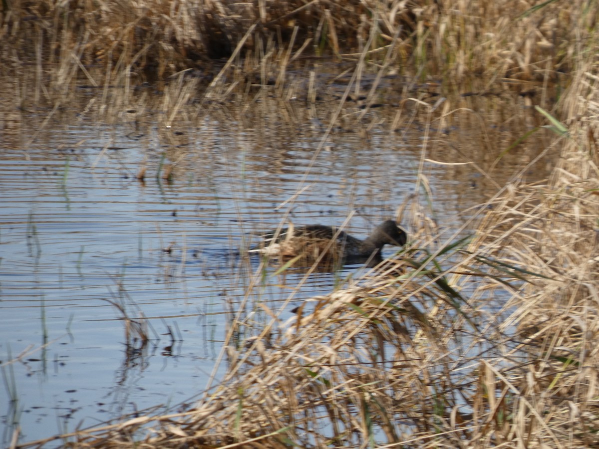 Northern Shoveler - ML646032295