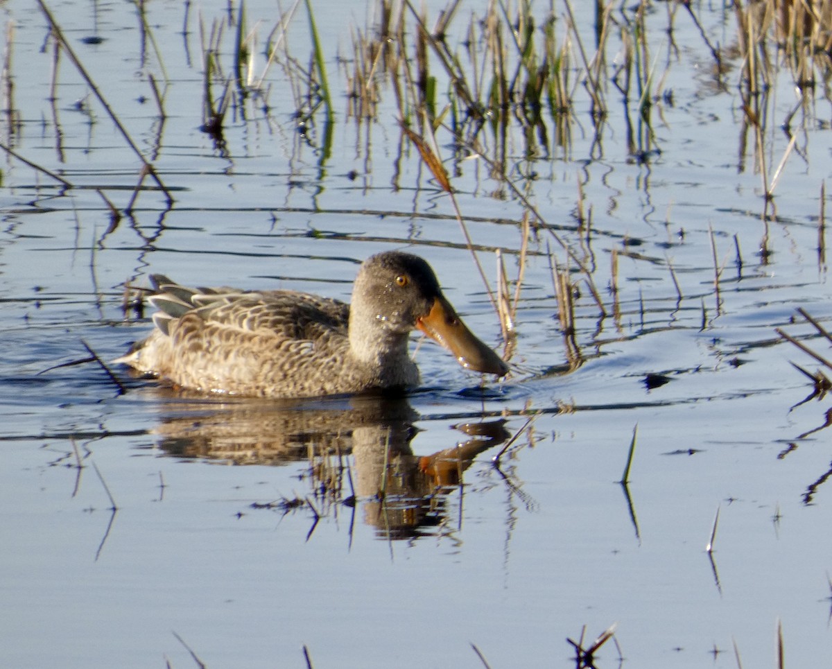 Northern Shoveler - ML646032296