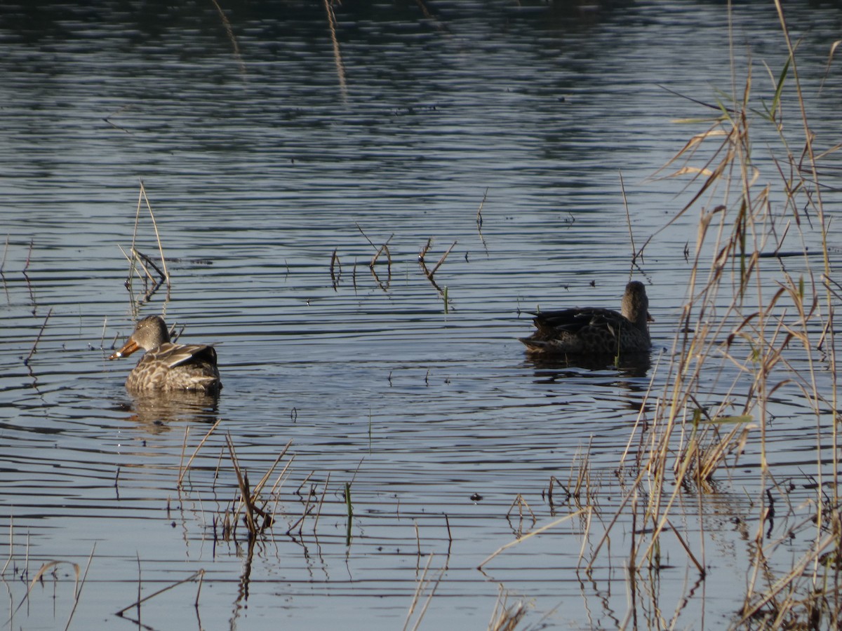 Northern Shoveler - ML646032297