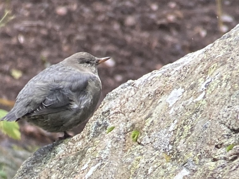 American Dipper - ML646032298